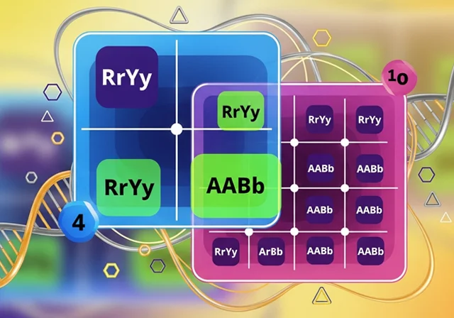 Calculadora de Cruzamento Diíbrido