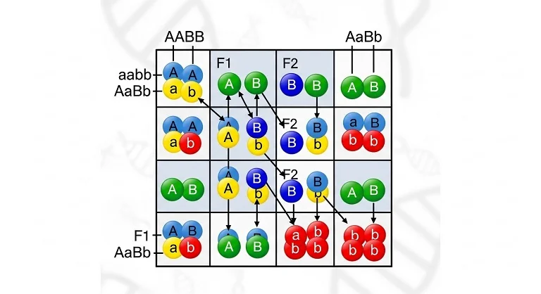 O que é um Cruzamento Dihíbrido?